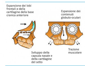 Baby skull development