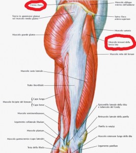 Fascia Lata